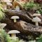 Diy Garden Mushrooms Design08