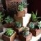Diy Indoor Plant Display Ideas30
