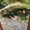 Fabulous Fish Pond Design Ideas For Your Home Yard12