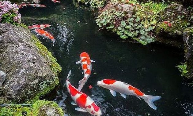 41 Fabulous Fish Pond Design Ideas For Your Home Yard - BESTHOMISH