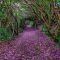 Incredibly Magical Tree Tunnels Worldwide You Must Walk Through Them03