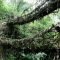 Incredibly Magical Tree Tunnels Worldwide You Must Walk Through Them05