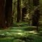 Incredibly Magical Tree Tunnels Worldwide You Must Walk Through Them06