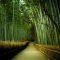Incredibly Magical Tree Tunnels Worldwide You Must Walk Through Them09