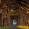 Incredibly Magical Tree Tunnels Worldwide You Must Walk Through Them15