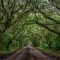 Incredibly Magical Tree Tunnels Worldwide You Must Walk Through Them16