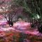 Incredibly Magical Tree Tunnels Worldwide You Must Walk Through Them22