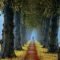 Incredibly Magical Tree Tunnels Worldwide You Must Walk Through Them27