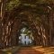 Incredibly Magical Tree Tunnels Worldwide You Must Walk Through Them28