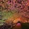 Incredibly Magical Tree Tunnels Worldwide You Must Walk Through Them30