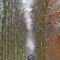 Incredibly Magical Tree Tunnels Worldwide You Must Walk Through Them36