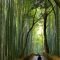 Incredibly Magical Tree Tunnels Worldwide You Must Walk Through Them37