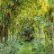 Incredibly Magical Tree Tunnels Worldwide You Must Walk Through Them38