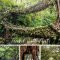Incredibly Magical Tree Tunnels Worldwide You Must Walk Through Them40