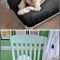 Diy Pet Bed Ideas24