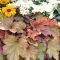 Helpful Tips For Autumn Update Of Your Garden21