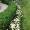 Beautiful Simple Front Yard Landscaping Design Ideas26