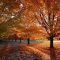 Soothing Autumn Landscape Ideas For This Season11