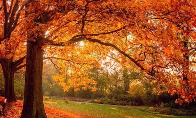 46 Soothing Autumn Landscape Ideas For This Season - BESTHOMISH