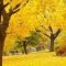Soothing Autumn Landscape Ideas For This Season45